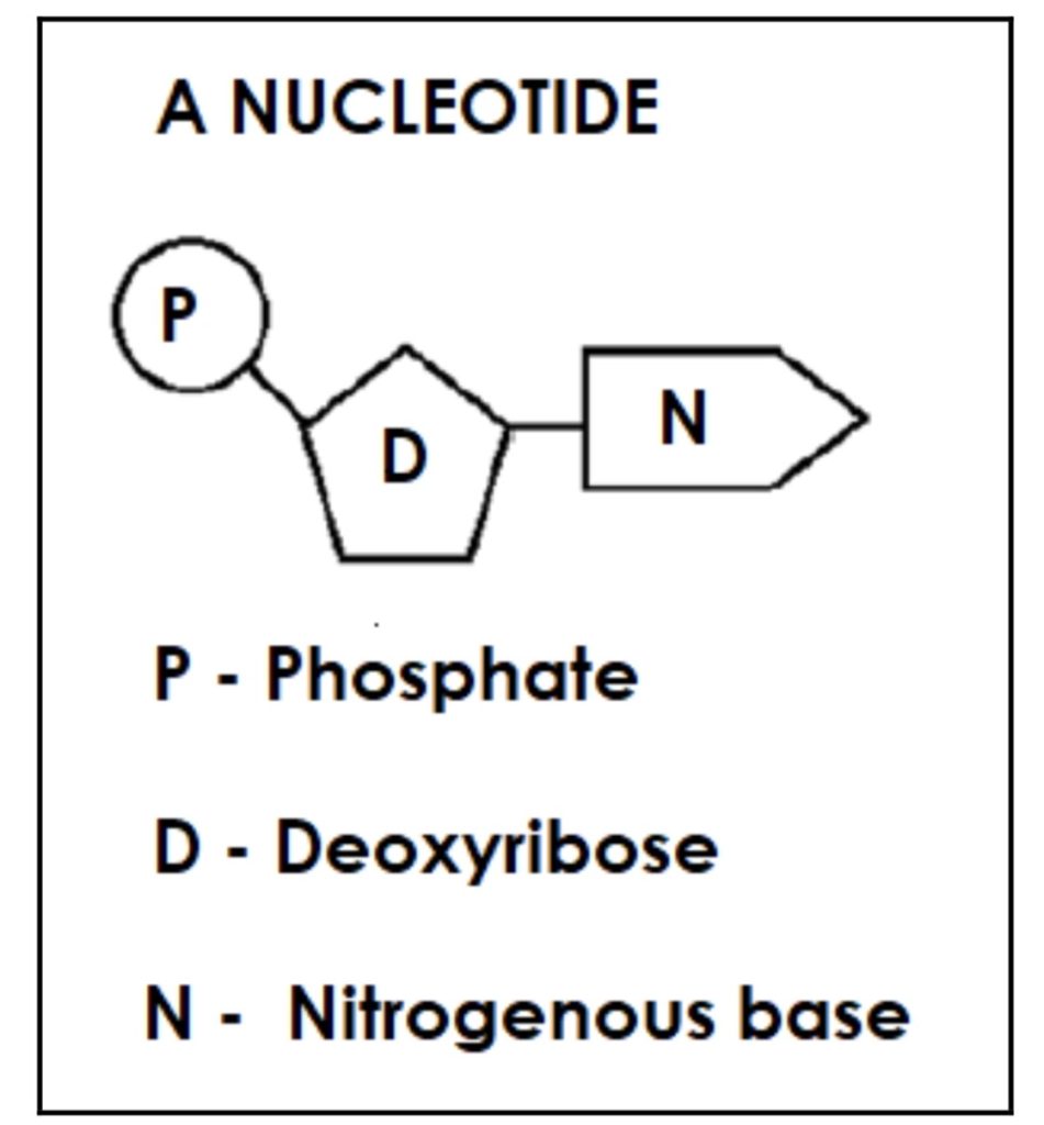 Nucleotide