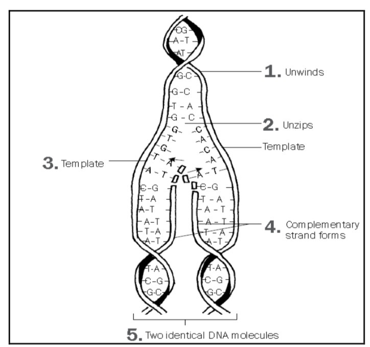 DNA replication