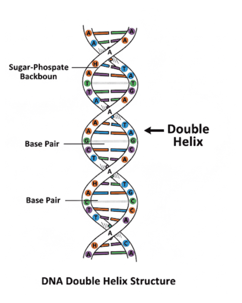 DOUBLE HELIX