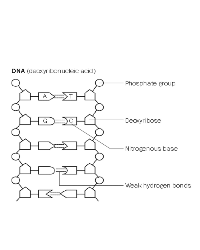 diagram of DNA structure