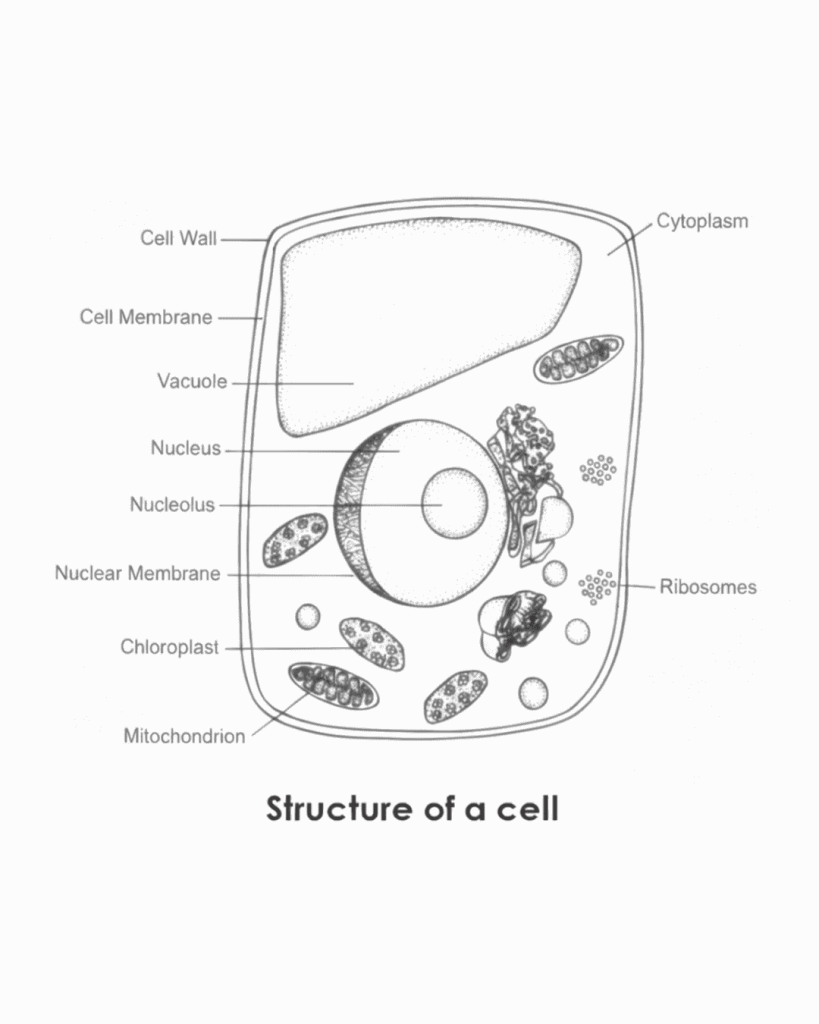Life Science Grade 12 | DNA Code of life - Ace My Exams