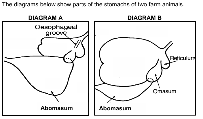 Q 2.1.1 Adult ruminant diagram